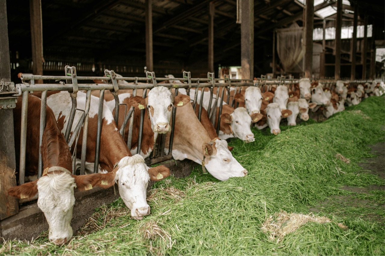 Nutrisi & Kesehatan Sapi Perah/Potong